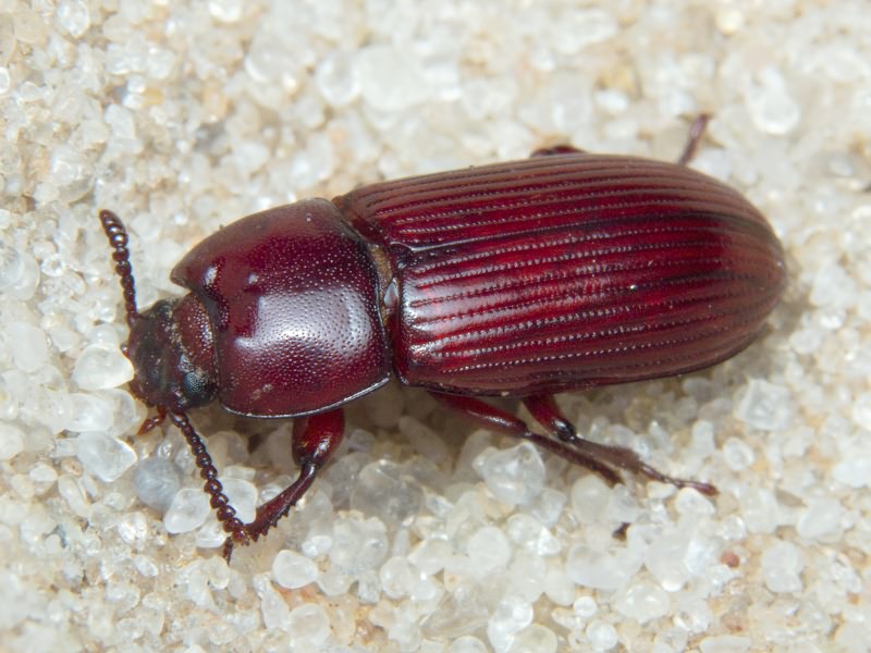 Uloma culinaris (Linnaeus, 1758)